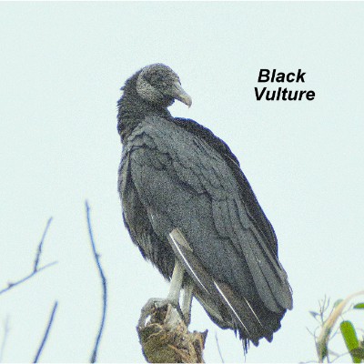 Black Vulture